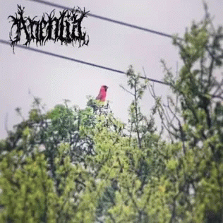 Anemia : From the Dismal Forest of Despair (Ending Song)